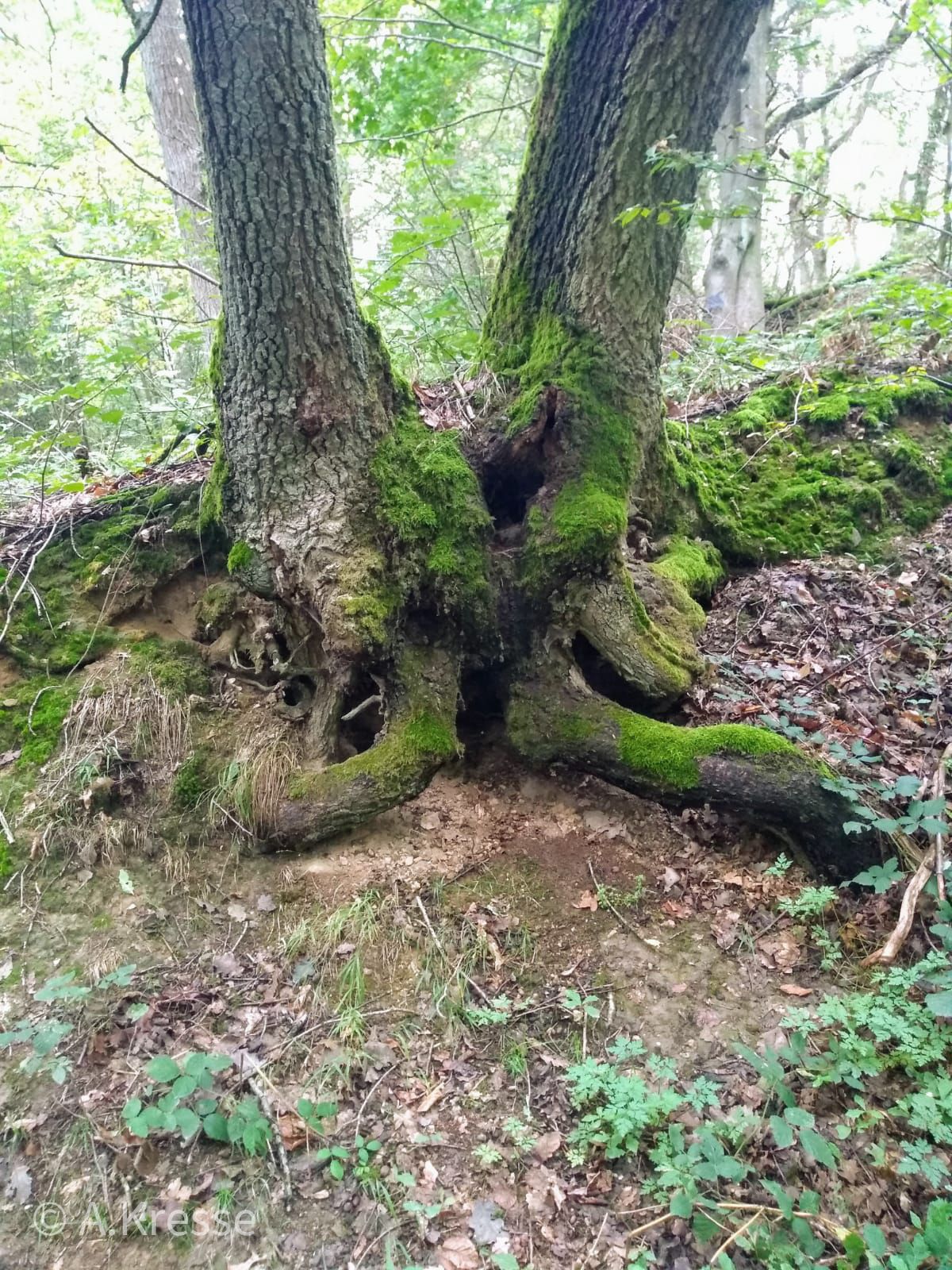 Wurzeln und Vernetzung